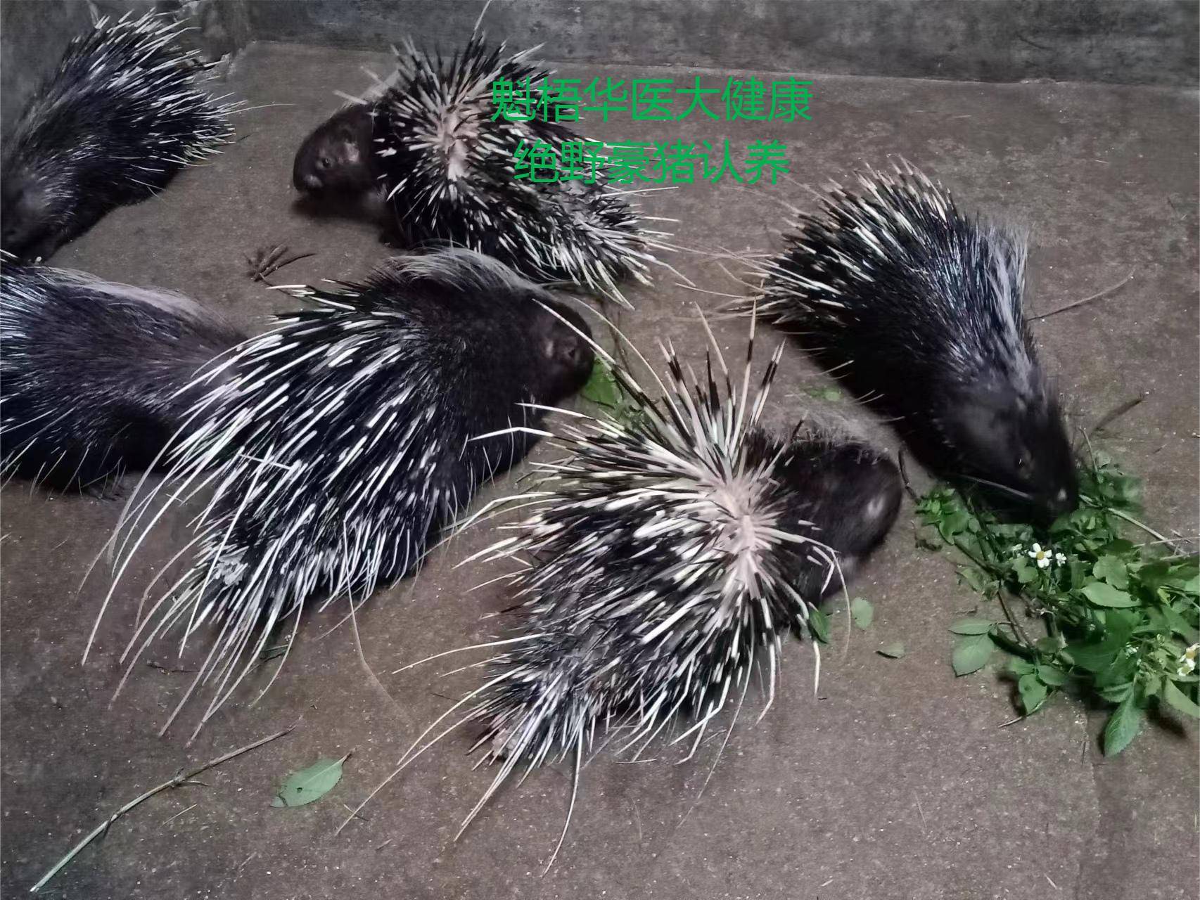 最新豪猪回收商家方法分析(最方便真实的怒江豪猪卖去什么地方方法)